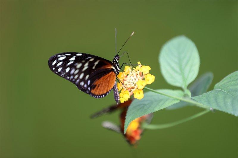 Beykoz'daki kelebek çiftliği