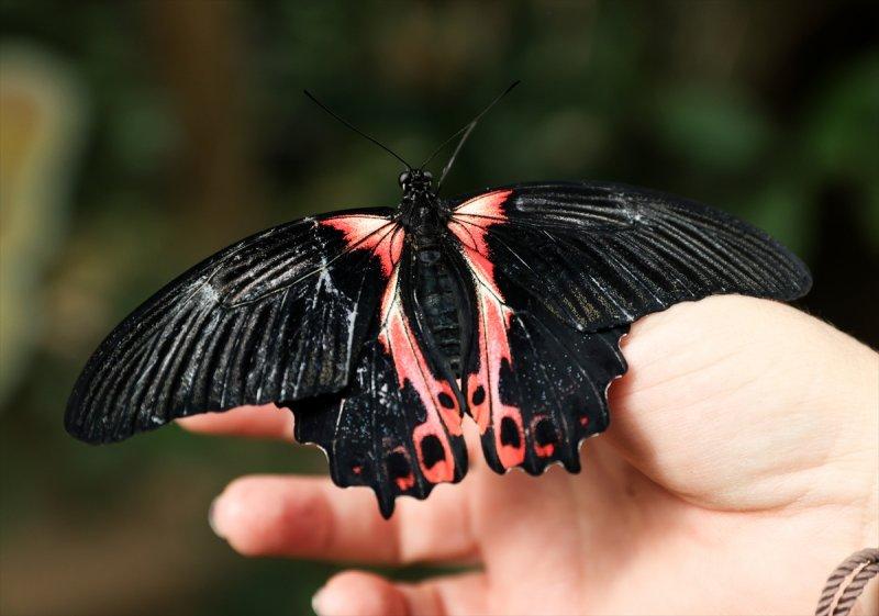 Beykoz'daki kelebek çiftliği