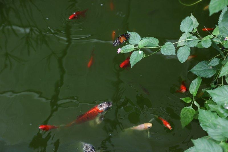 Beykoz'daki kelebek çiftliği
