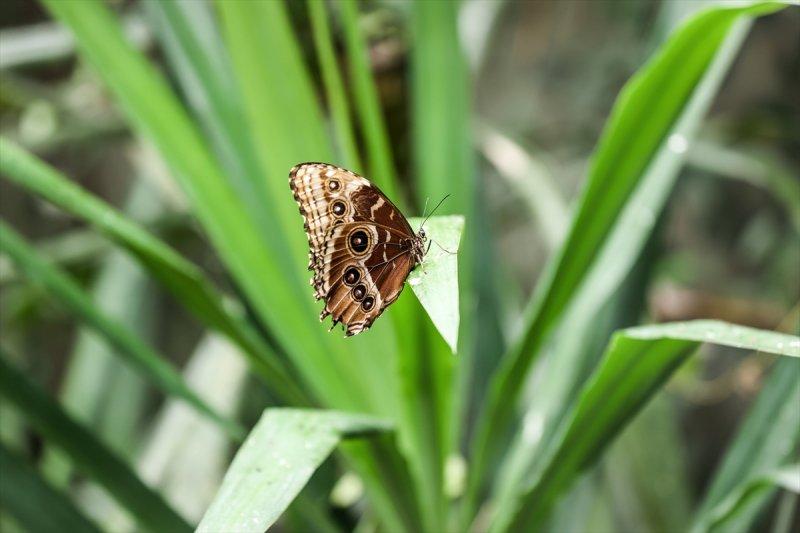 Beykoz'daki kelebek çiftliği
