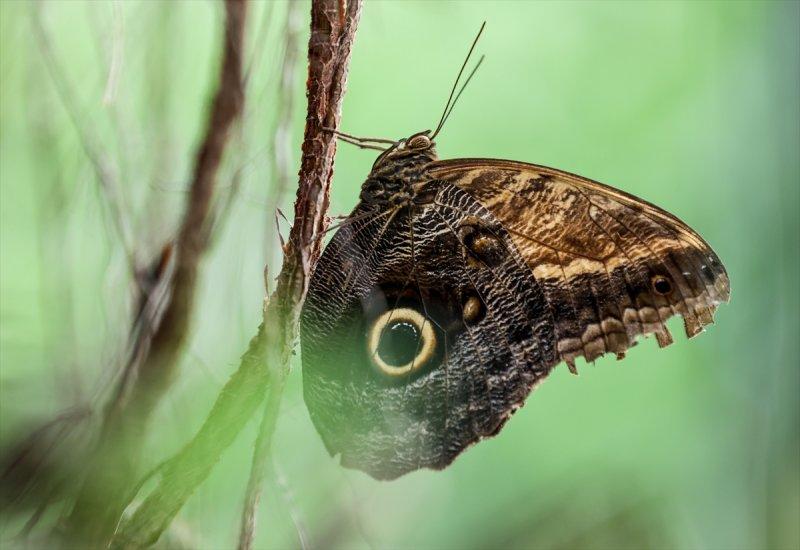 Beykoz'daki kelebek çiftliği