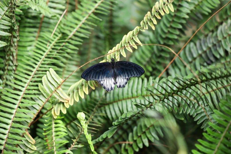 Beykoz'daki kelebek çiftliği