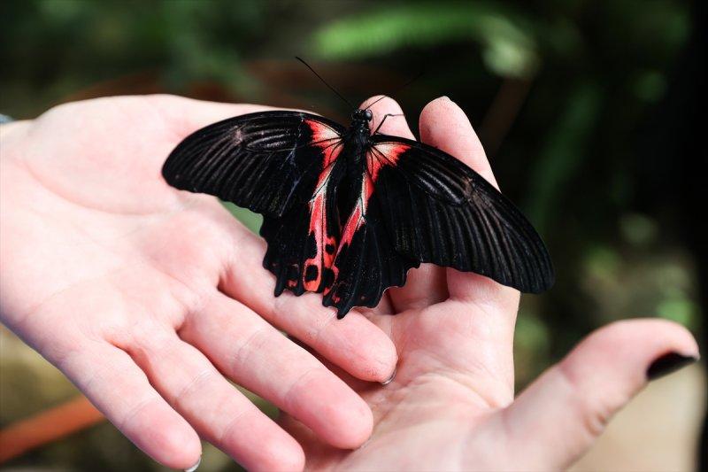 Beykoz'daki kelebek çiftliği