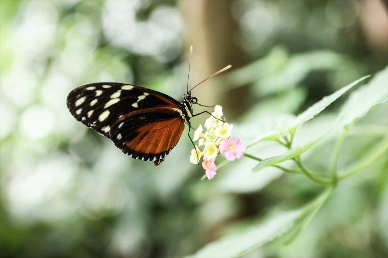 Beykoz'daki kelebek çiftliği