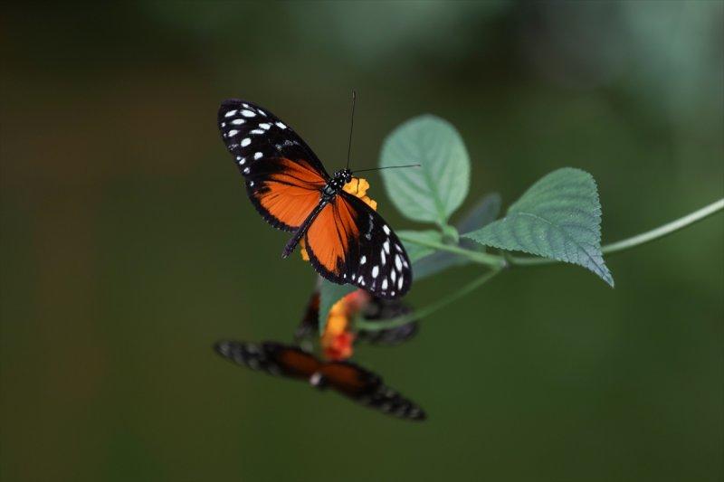 Beykoz'daki kelebek çiftliği