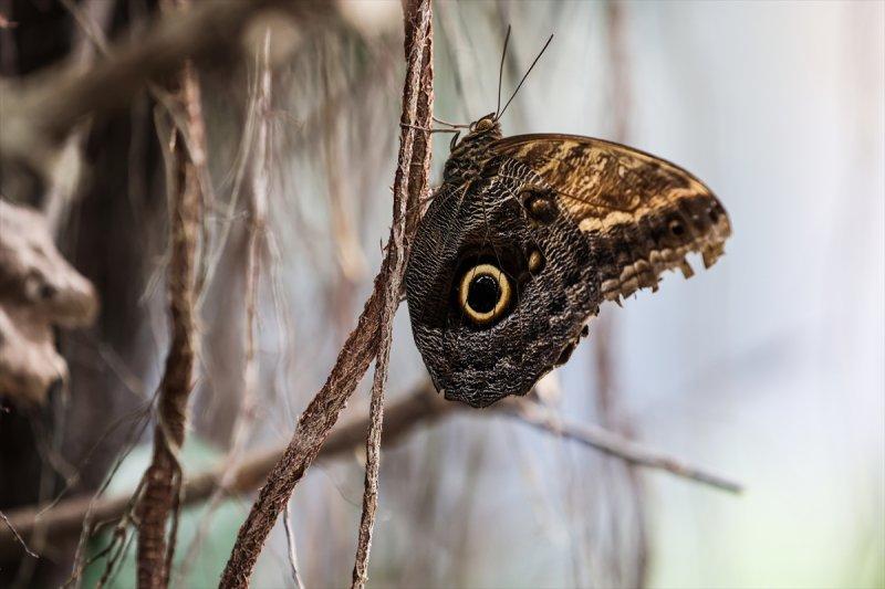 Beykoz'daki kelebek çiftliği