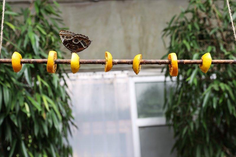 Beykoz'daki kelebek çiftliği
