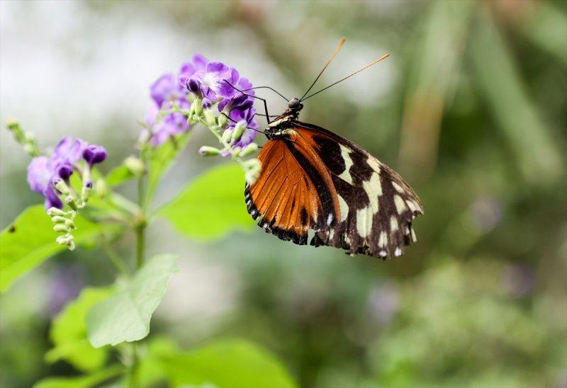 Beykoz'daki kelebek çiftliği