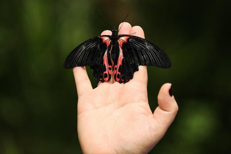 Beykoz'daki kelebek çiftliği