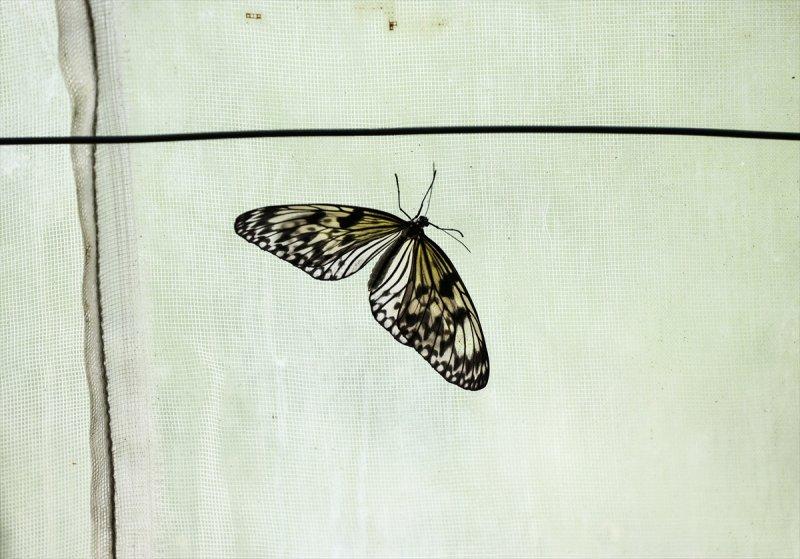 Beykoz'daki kelebek çiftliği