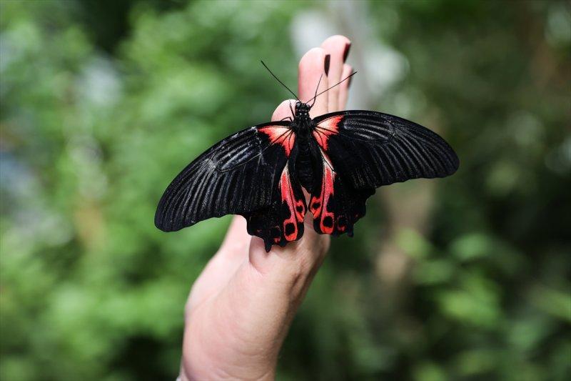 Beykoz'daki kelebek çiftliği