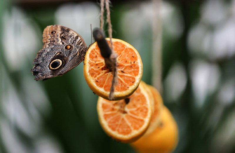 Beykoz'daki kelebek çiftliği