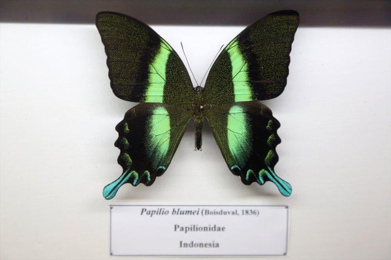 Tahran'daki kelebek müzesinde 60 ülkeden kelebek bulunuyor 