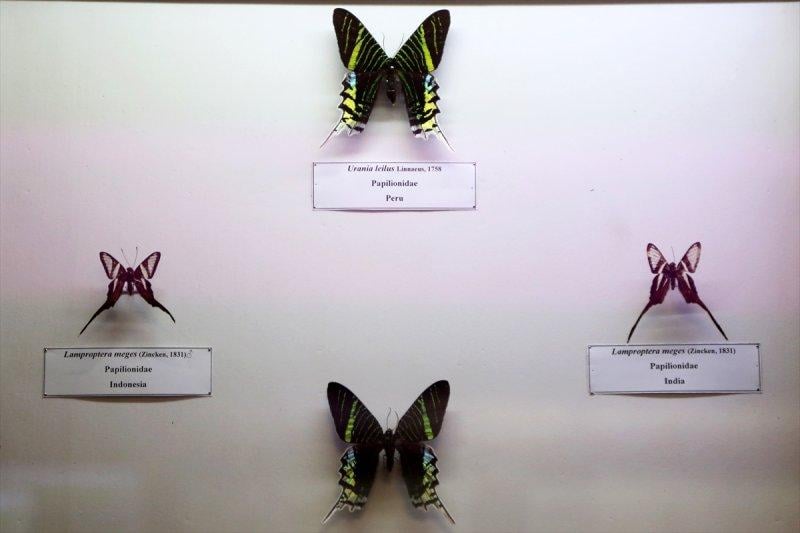 Tahran'daki kelebek müzesinde 60 ülkeden kelebek bulunuyor 