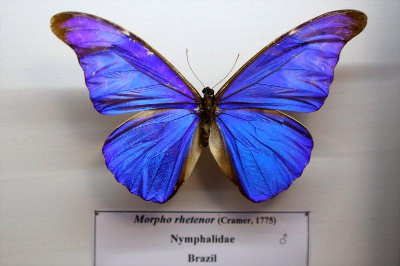 Tahran'daki kelebek müzesinde 60 ülkeden kelebek bulunuyor 