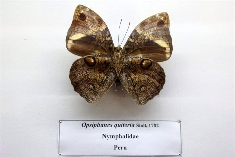 Tahran'daki kelebek müzesinde 60 ülkeden kelebek bulunuyor 