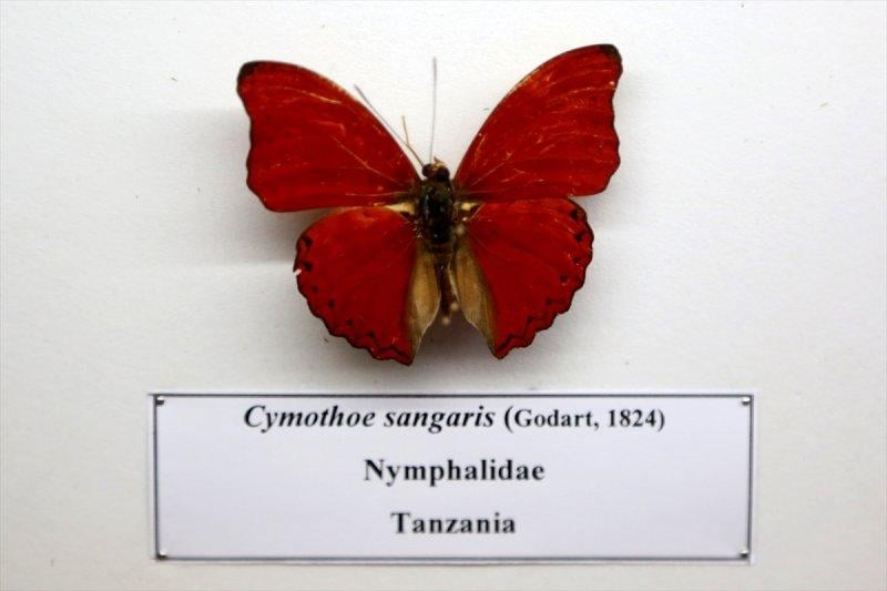 Tahran'daki kelebek müzesinde 60 ülkeden kelebek bulunuyor 