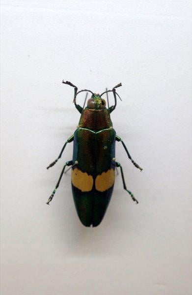 Tahran'daki kelebek müzesinde 60 ülkeden kelebek bulunuyor 