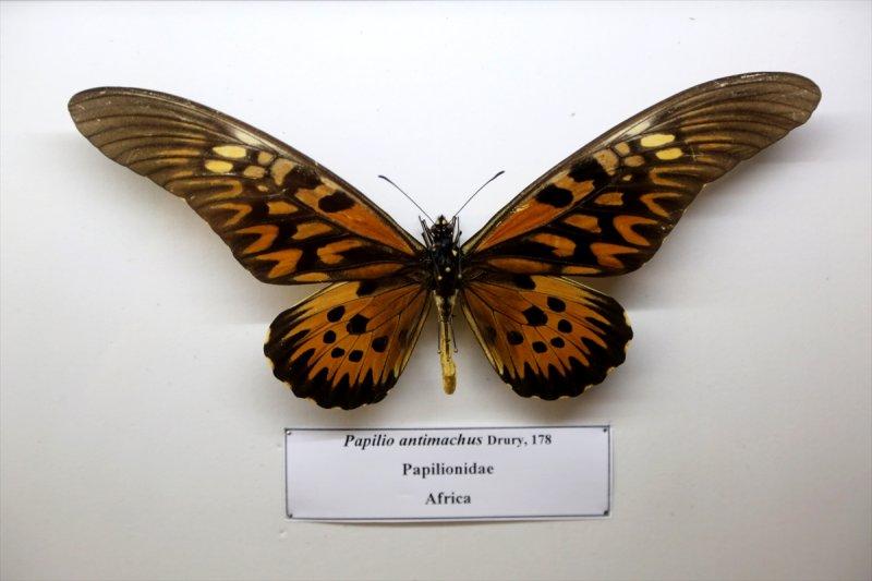 Tahran'daki kelebek müzesinde 60 ülkeden kelebek bulunuyor 