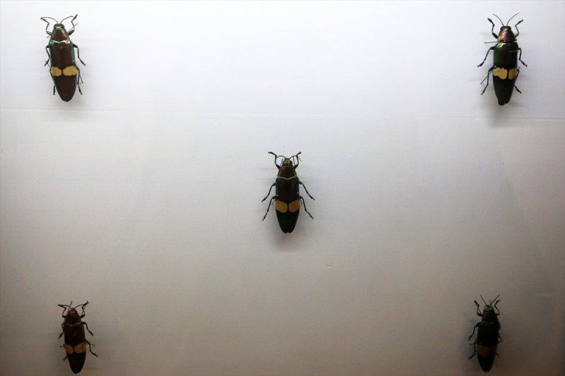 Tahran'daki kelebek müzesinde 60 ülkeden kelebek bulunuyor 