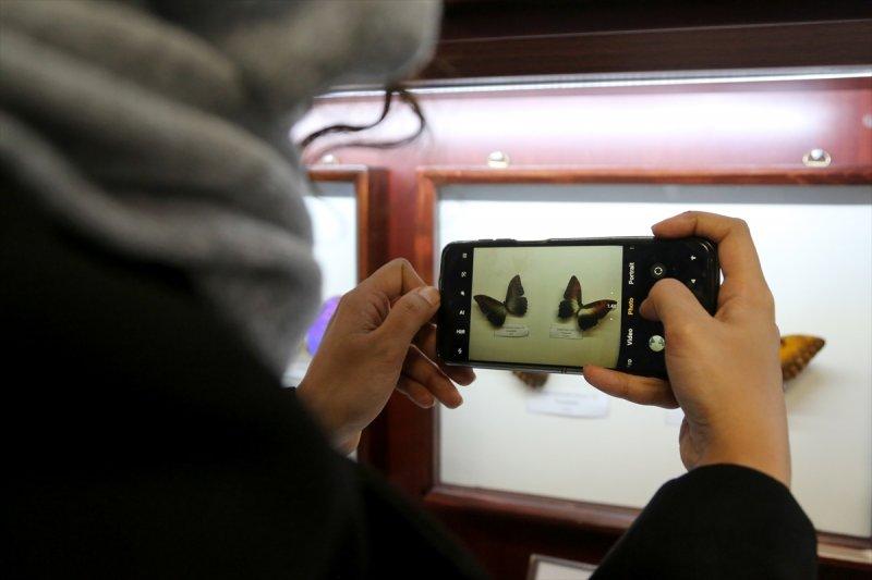 Tahran'daki kelebek müzesinde 60 ülkeden kelebek bulunuyor 