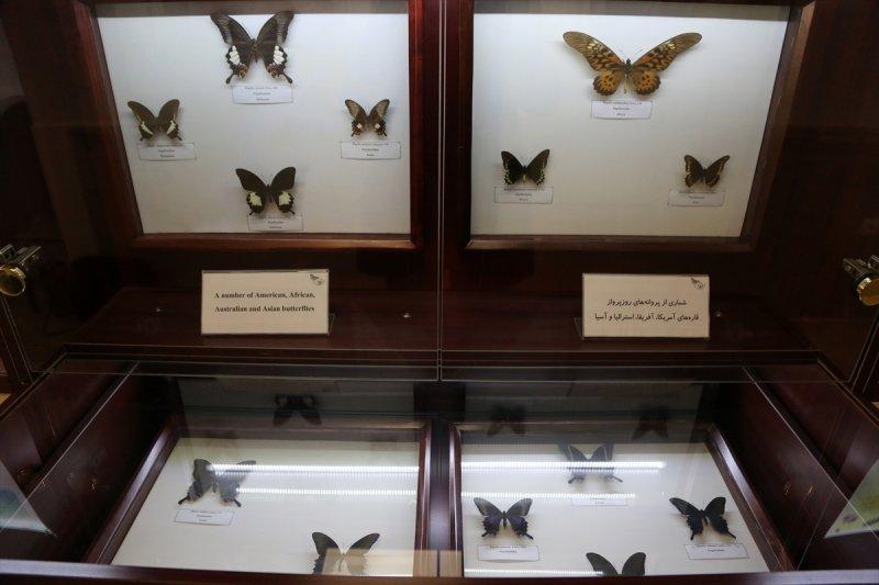Tahran'daki kelebek müzesinde 60 ülkeden kelebek bulunuyor 