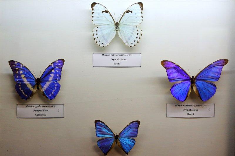 Tahran'daki kelebek müzesinde 60 ülkeden kelebek bulunuyor 