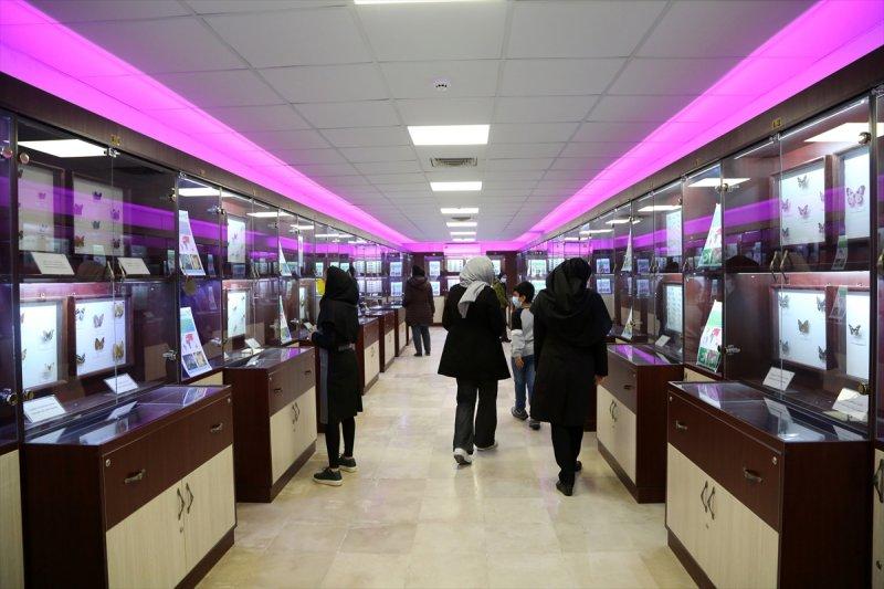 Tahran'daki kelebek müzesinde 60 ülkeden kelebek bulunuyor 