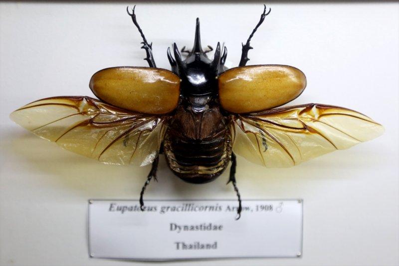 Tahran'daki kelebek müzesinde 60 ülkeden kelebek bulunuyor 