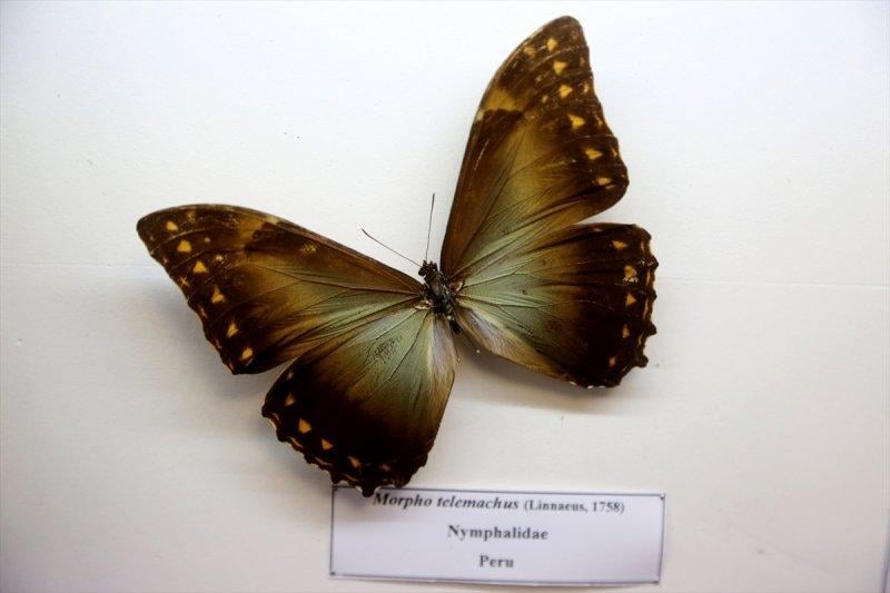 Tahran'daki kelebek müzesinde 60 ülkeden kelebek bulunuyor 