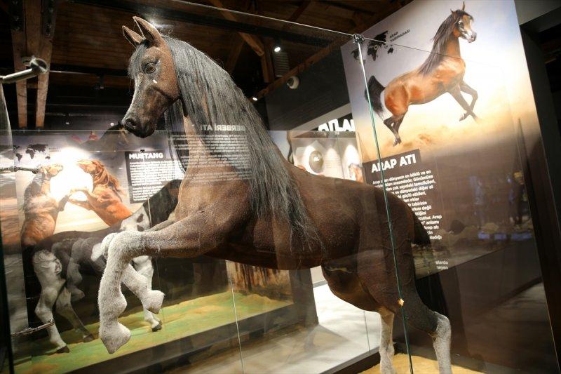 Sivas'ta 'Savaş Atları Müzesi' açıldı