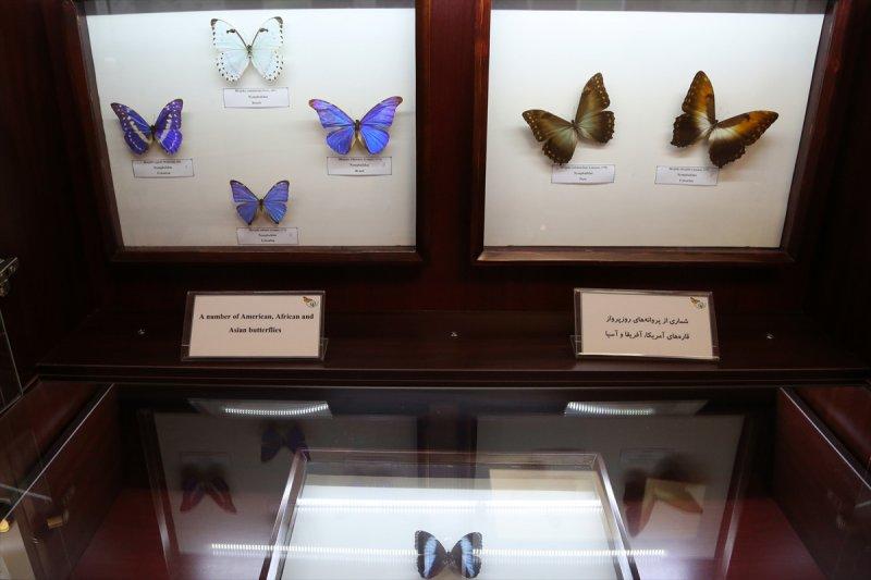 Tahran'daki kelebek müzesinde 60 ülkeden kelebek bulunuyor 