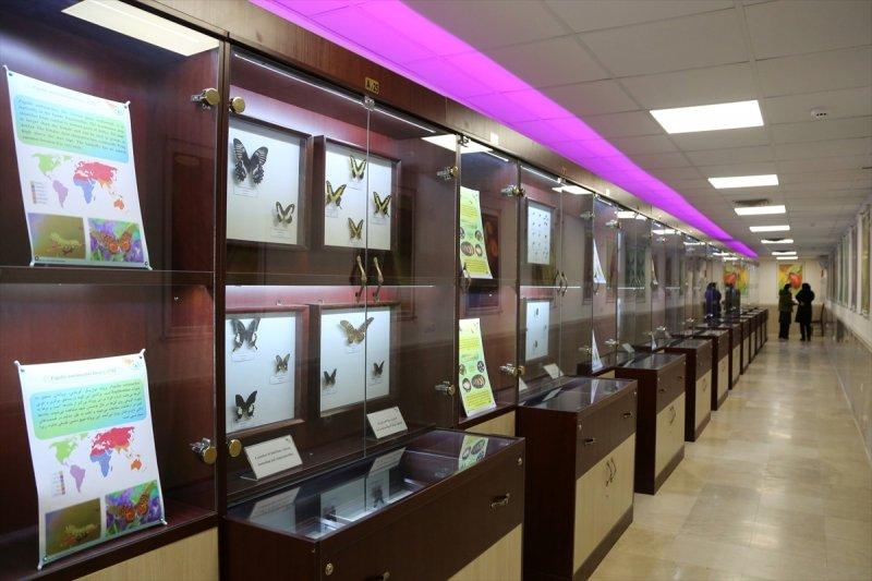 Tahran'daki kelebek müzesinde 60 ülkeden kelebek bulunuyor 