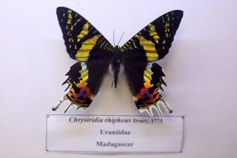 Tahran'daki kelebek müzesinde 60 ülkeden kelebek bulunuyor 