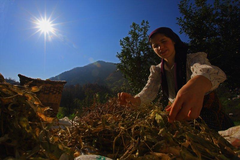 Karadenizli kadınların kış hazırlığı