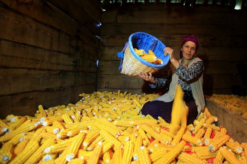 Karadenizli kadınların kış hazırlığı