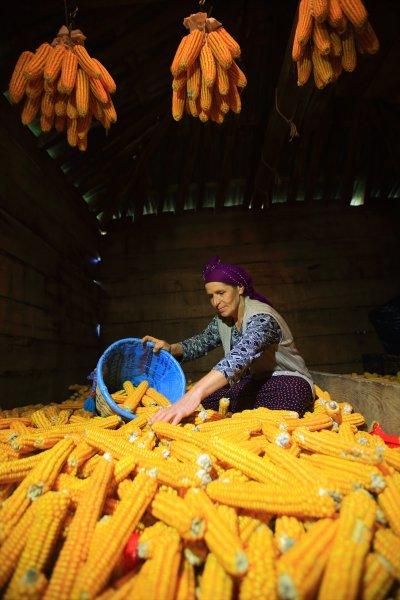 Karadenizli kadınların kış hazırlığı