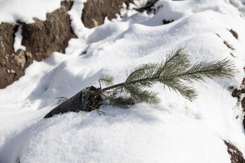 Milli Ağaçlandırma gününde yurt genelinde fidan dikimi yapıldı