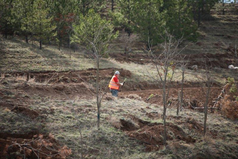 Milli Ağaçlandırma gününde yurt genelinde fidan dikimi yapıldı