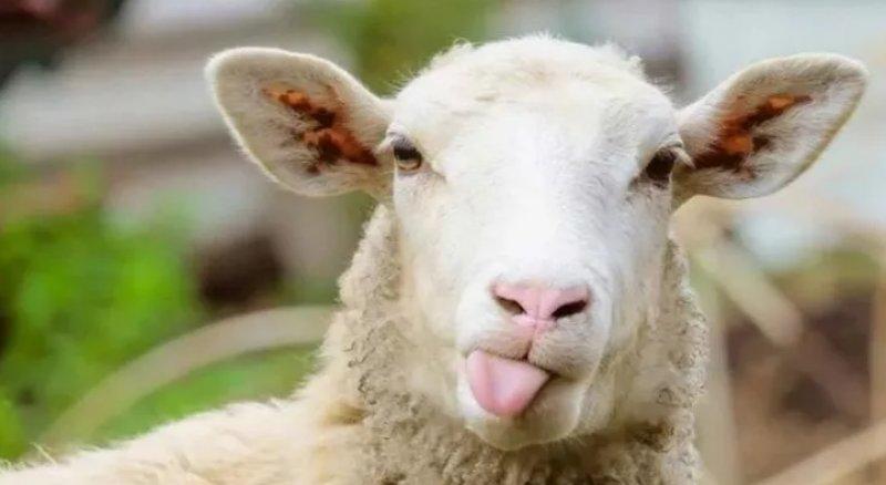 2022 yılının resmi tatil günleri belli oldu