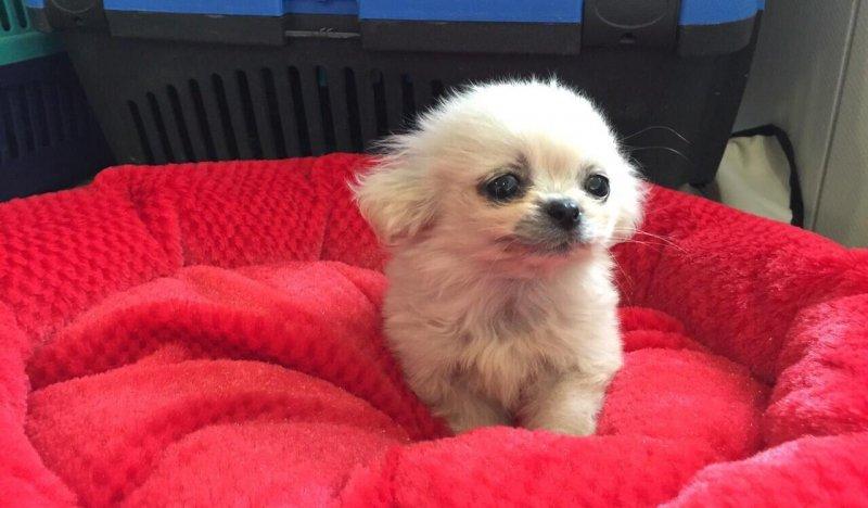 Küçük ve sevimli köpek cinsleri