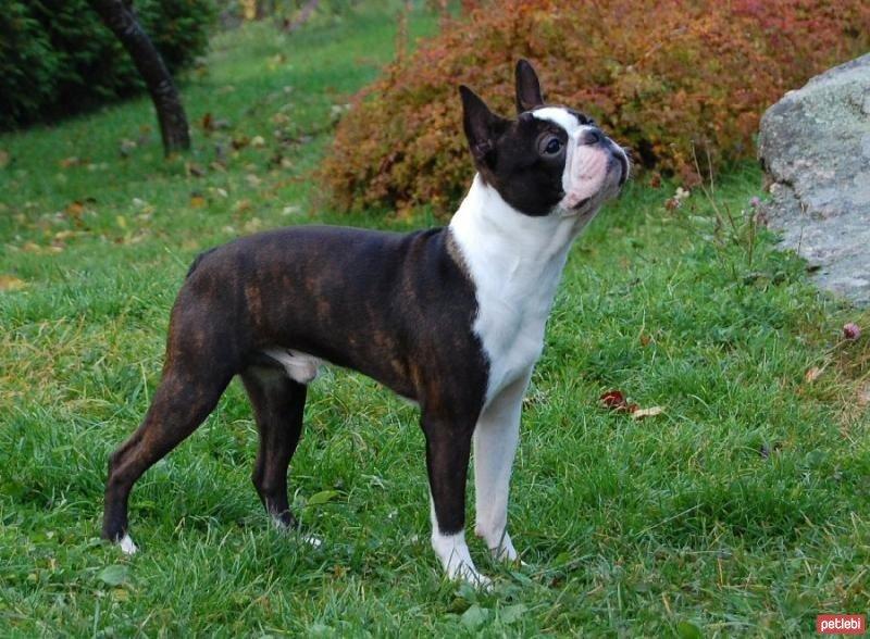 Küçük ve sevimli köpek cinsleri