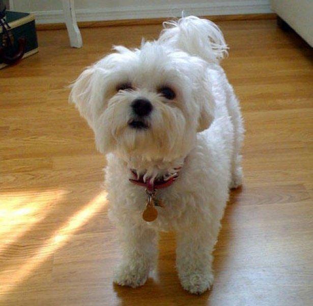 Küçük ve sevimli köpek cinsleri