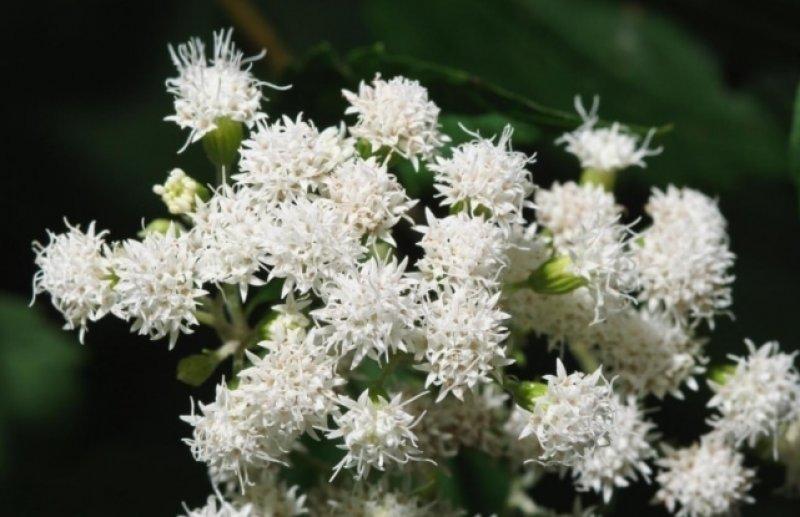 Dünyanın en zehirli bitkileri