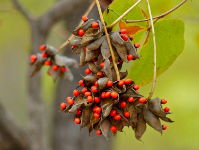 Dünyanın en zehirli bitkileri