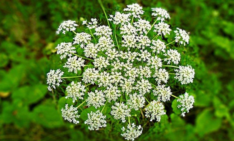 Dünyanın en zehirli bitkileri