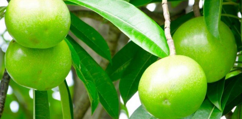 Dünyanın en zehirli bitkileri