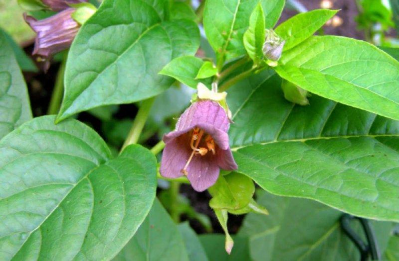 Dünyanın en zehirli bitkileri