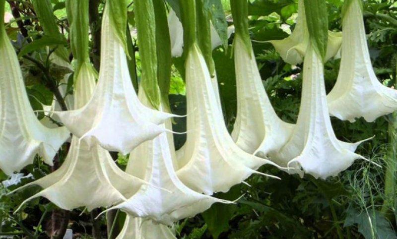 Dünyanın en zehirli bitkileri