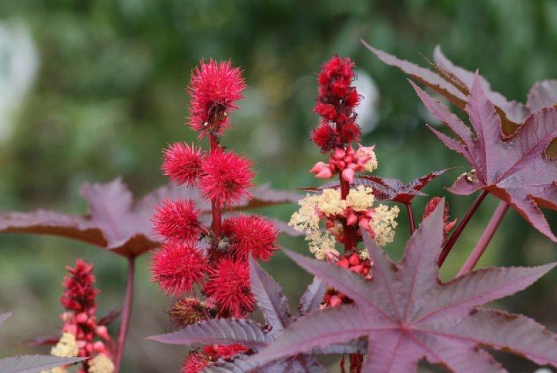 Dünyanın en zehirli bitkileri